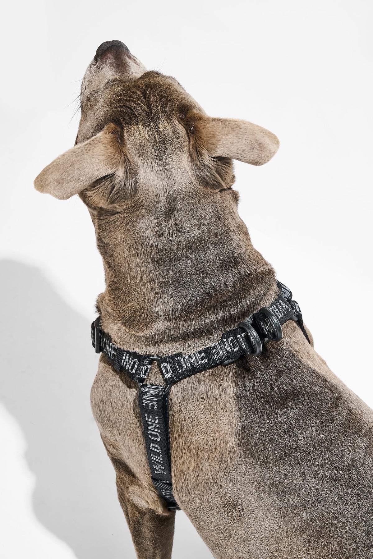 Step-In Dog Harness product image 21