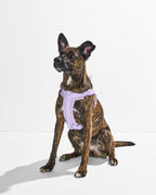 Step-In Dog Harness product image 27