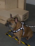Dog Leash product image 16