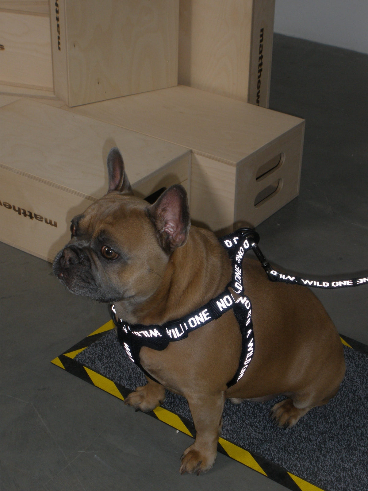 Dog Leash product image 16