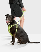 Dog Leash product image 27