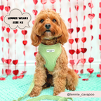 Adjustable Dog Harness product image 7