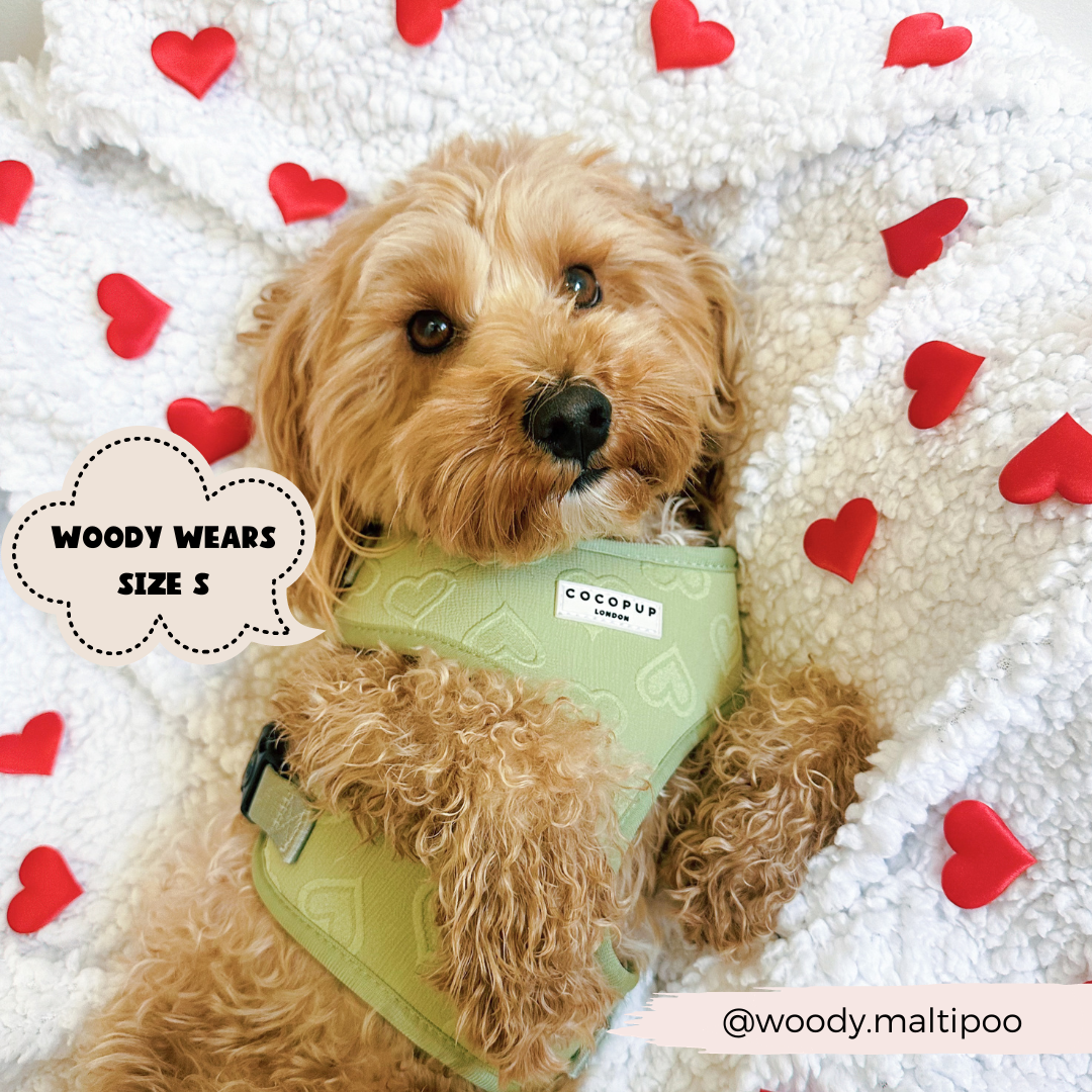 Adjustable Dog Harness product image 17