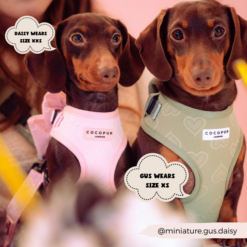 Adjustable Dog Harness product image 18