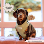 Adjustable Dog Harness product image 19