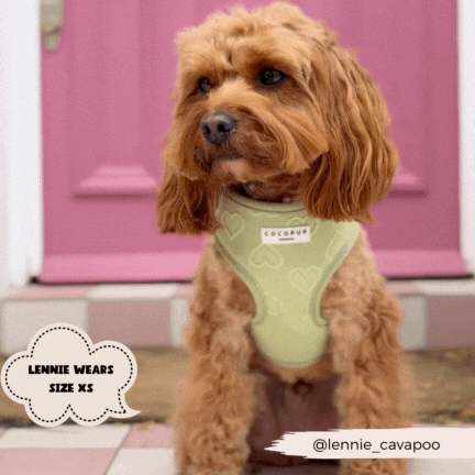Adjustable Dog Harness product image 21