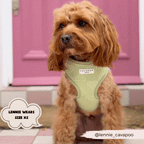 Adjustable Dog Harness product image 21