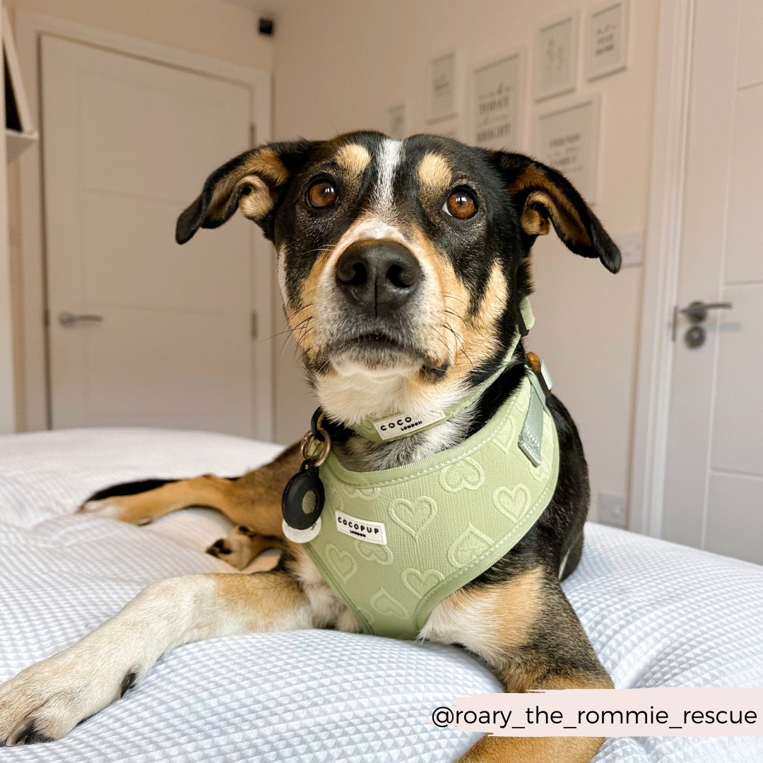 Adjustable Dog Harness product image 22