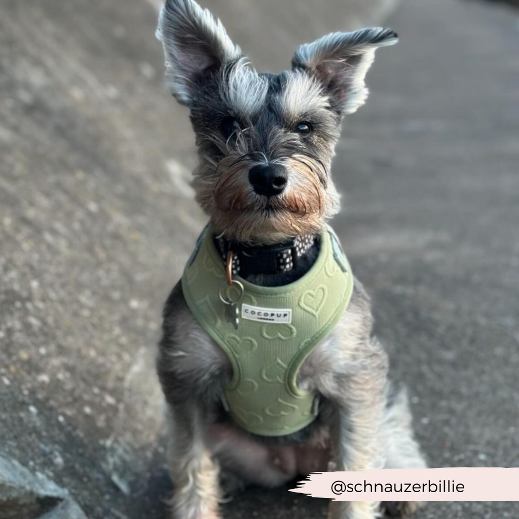 Adjustable Dog Harness product image 23