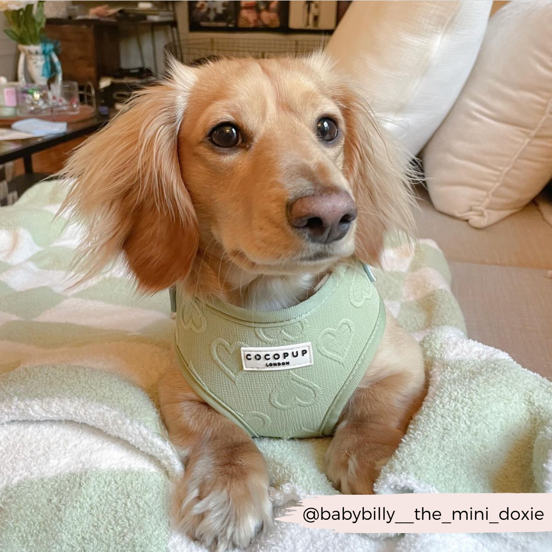 Adjustable Dog Harness product image 25