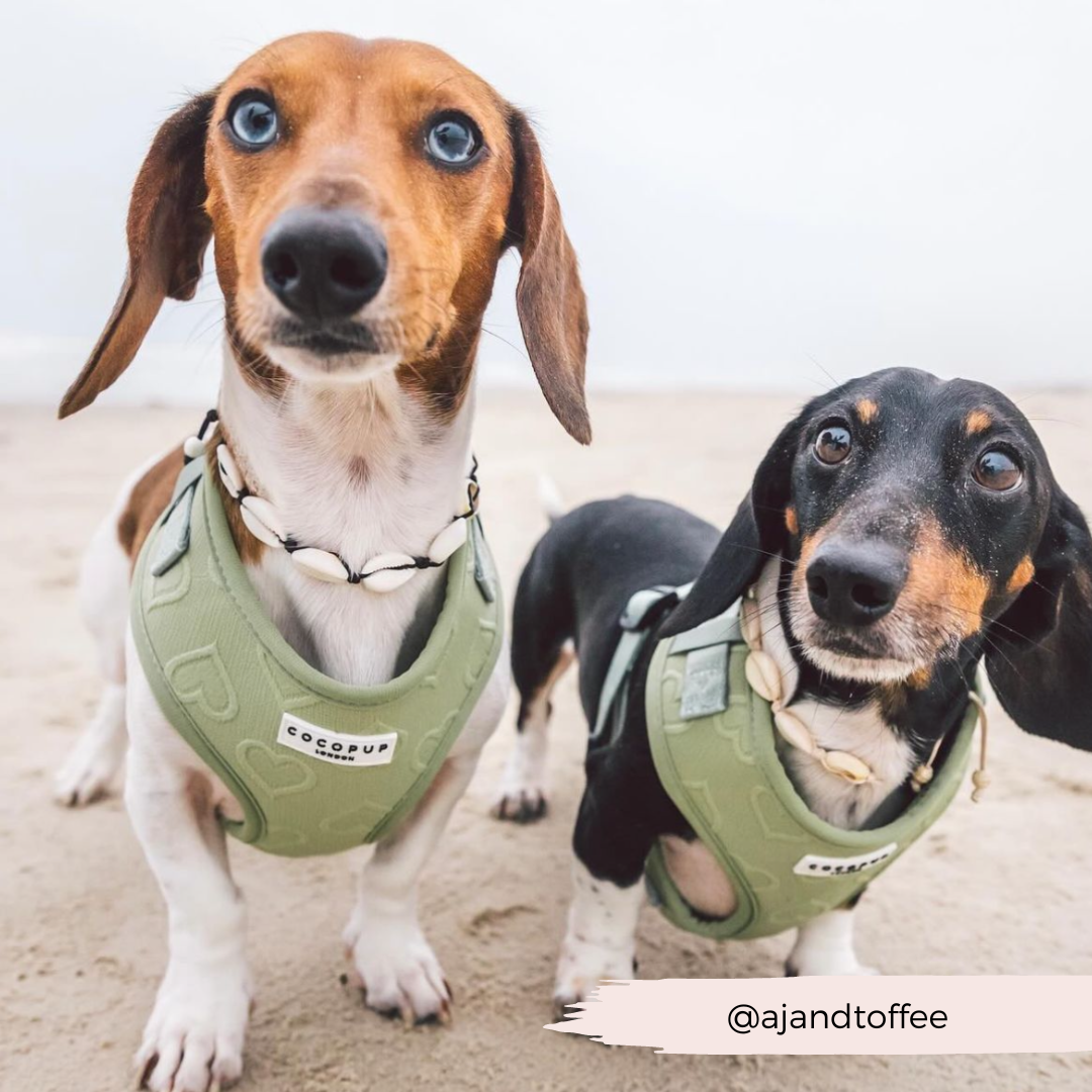Adjustable Dog Harness product image 27