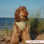 Adjustable Dog Harness product image 29