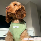Adjustable Dog Harness product image 30