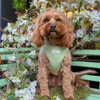 Adjustable Dog Harness product image 33
