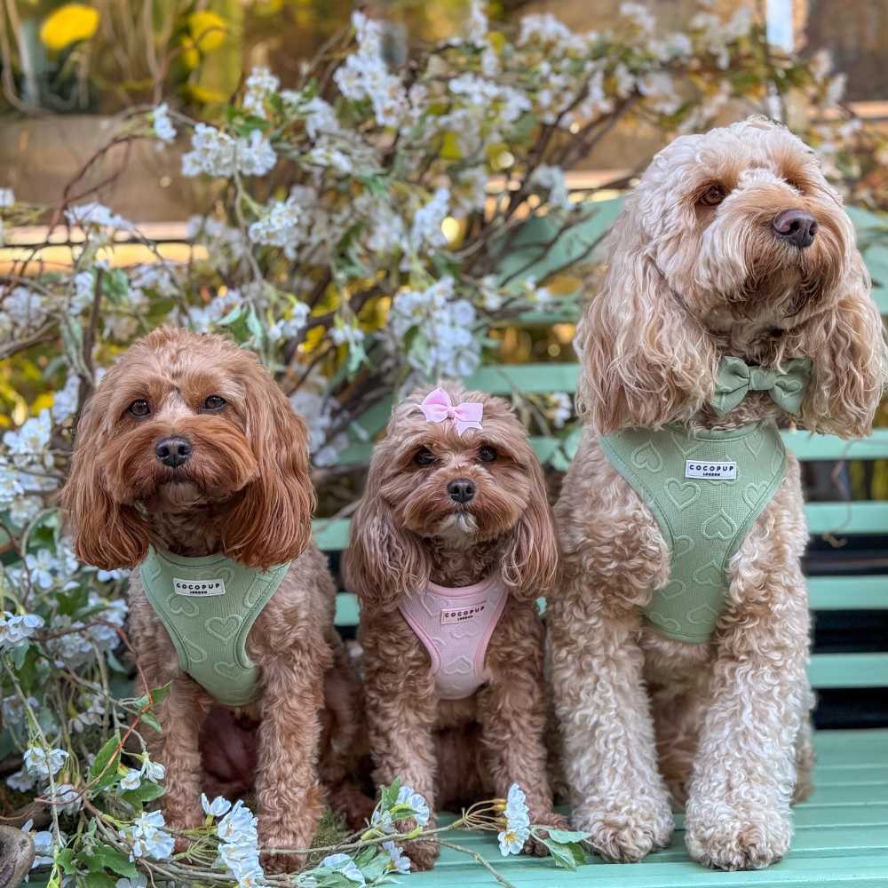 Adjustable Dog Harness product image 34