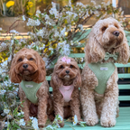 Adjustable Dog Harness product image 34