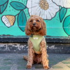 Adjustable Dog Harness product image 36