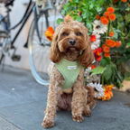 Adjustable Dog Harness product image 37