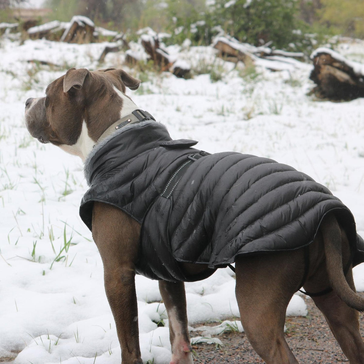 Dog Coat product image 1