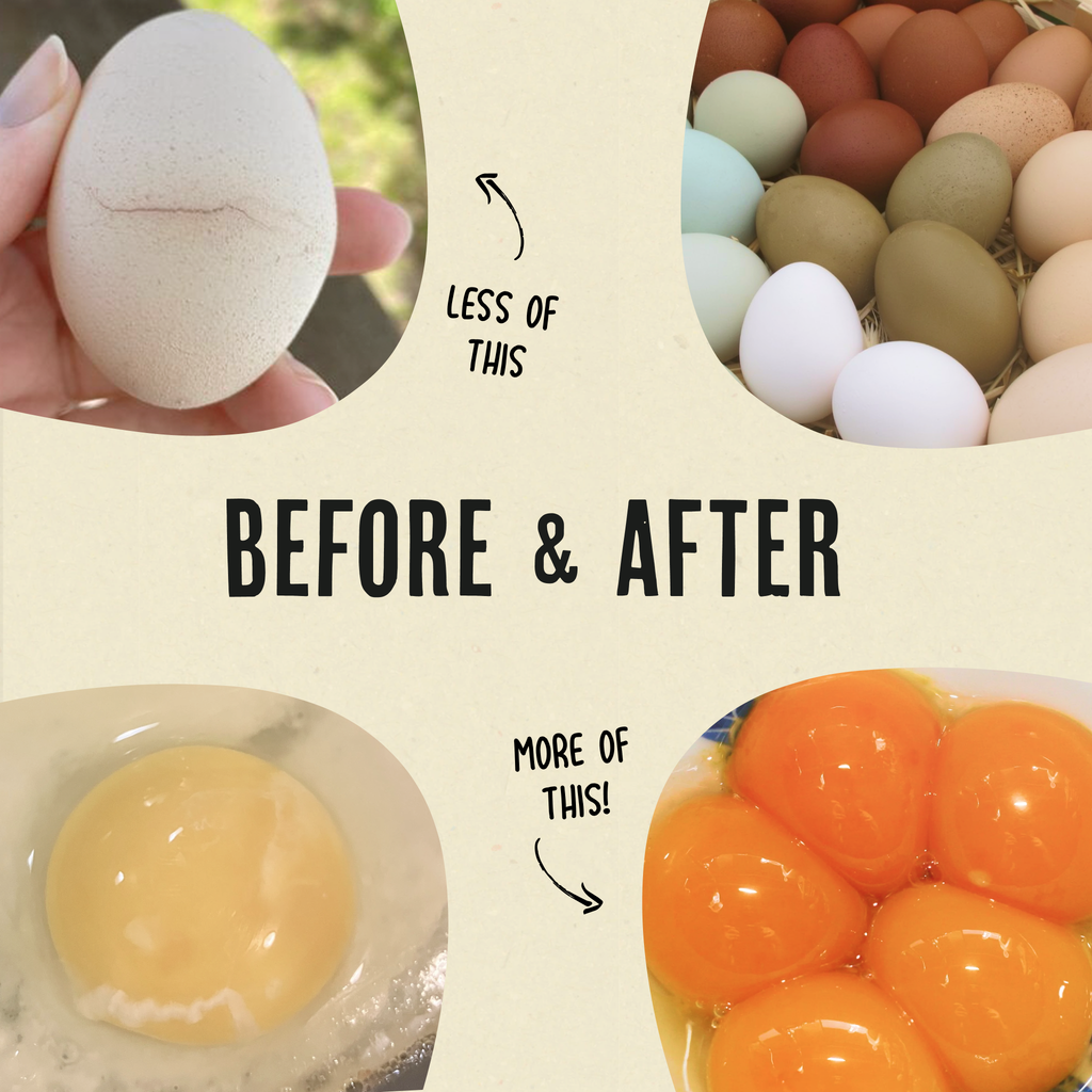 Daily Egg Booster Supplement for Chickens product image 6
