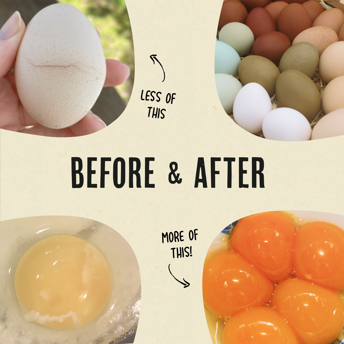 Daily Egg Booster Supplement for Chickens product image 6