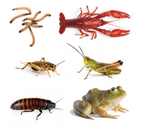 Reptile Food Links product image 3