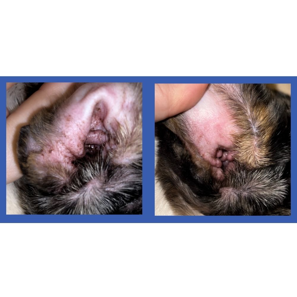 Dog Ear Cleaner Finger Wipes product image 6