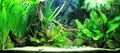 Aquarium Plant Package product image 1