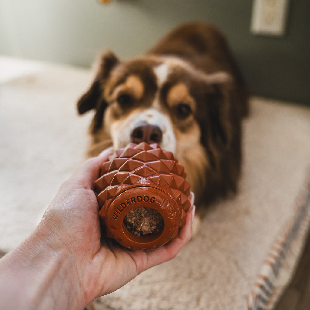 A person holds The Conifur, a spiky brown dog enrichment toy filled with a treat, as a brown and white dog lies on a beige surface in the background, eyeing this fun anxiety relief toy.