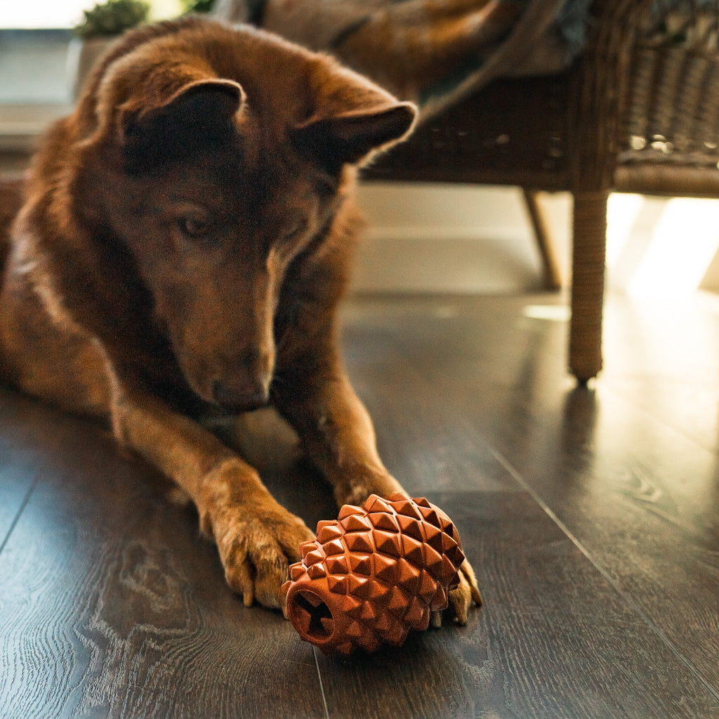 A brown dog lies on a wooden floor, intently touching The Conifur—a textured, spiky rubber toy—with its paw. Warm light fills the room, and a wicker chair is seen in the background.