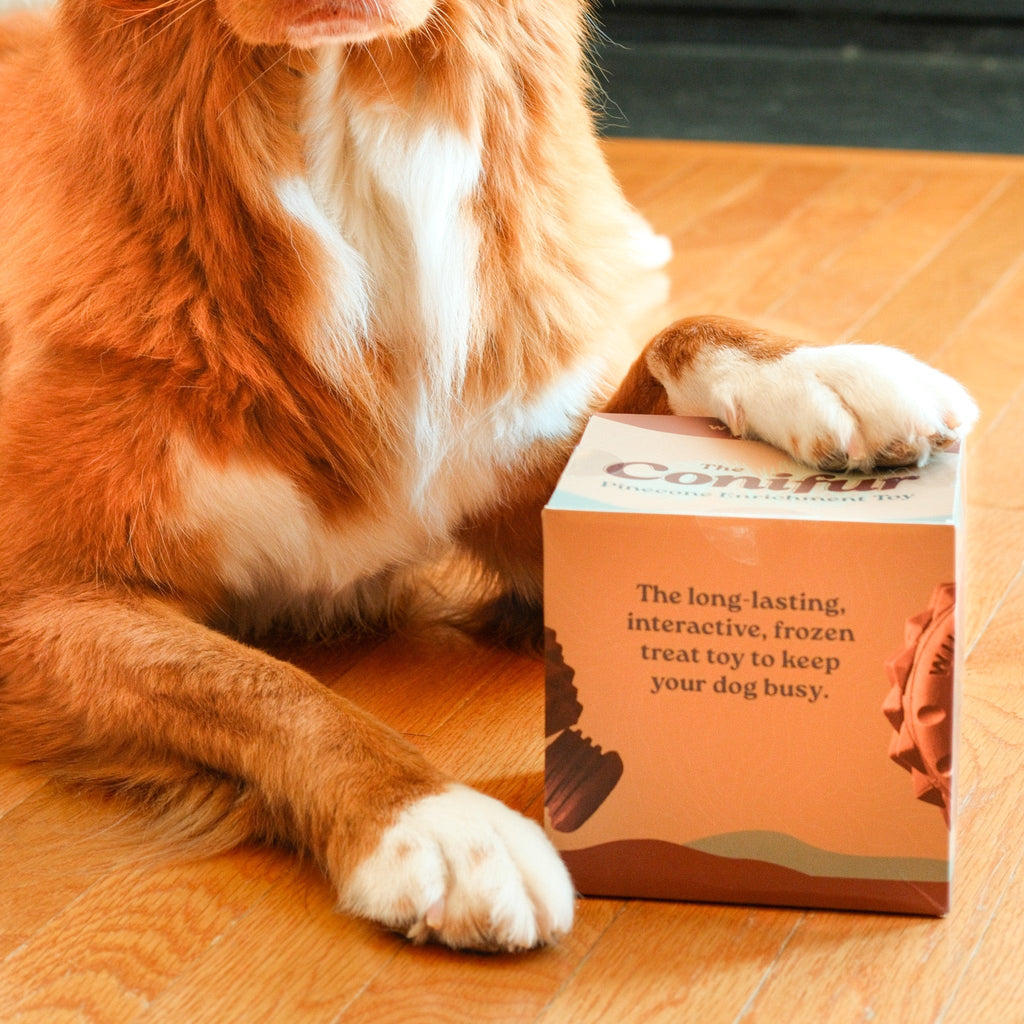 A brown and white dog rests its paw on a box labeled "The Conifur," the long-lasting, interactive dog enrichment toy designed to keep your dog busy, while lying on a wooden floor.