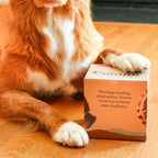 A brown and white dog rests its paw on a box labeled "The Conifur," the long-lasting, interactive dog enrichment toy designed to keep your dog busy, while lying on a wooden floor.