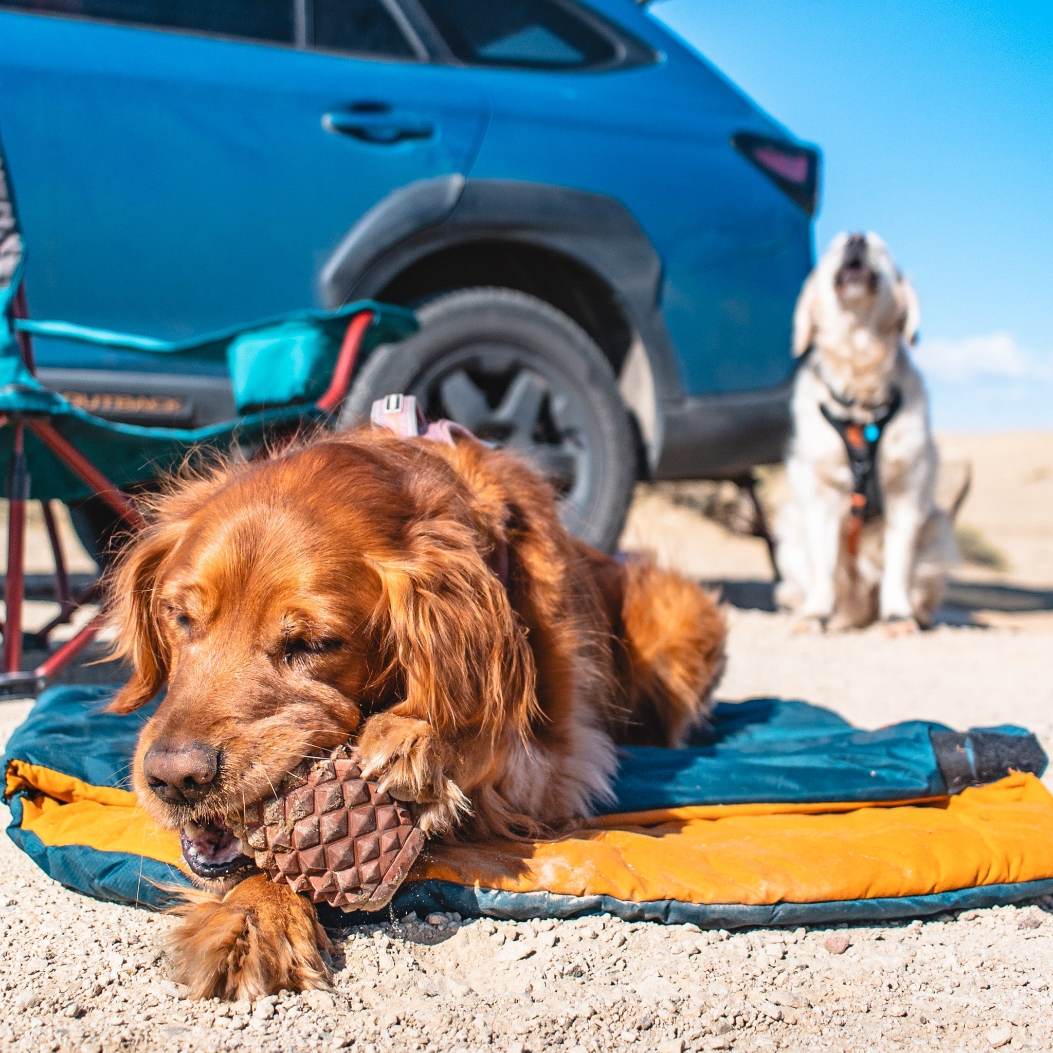 A golden retriever chews on The Conifur while lying on a sleeping bag by a blue car outdoors. Another dog sits in the background, both enjoying the sunny day.