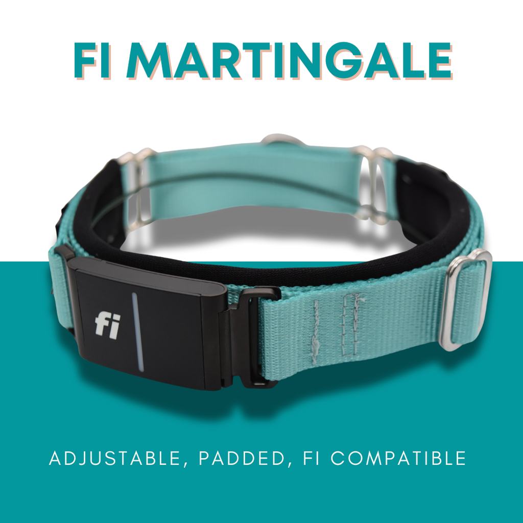 Martingale Dog Collar product image 1