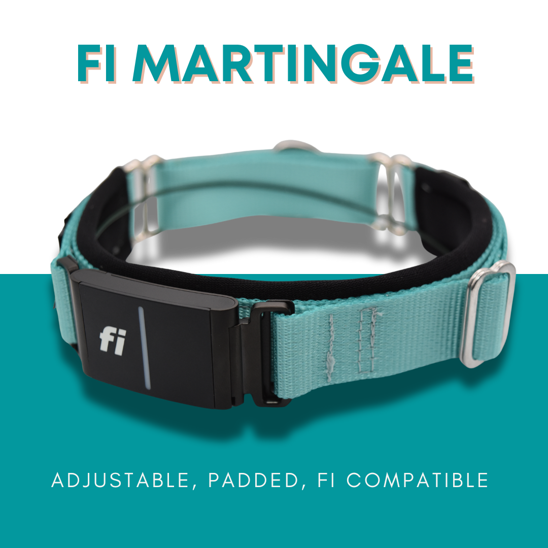 Martingale Dog Collar product image 1