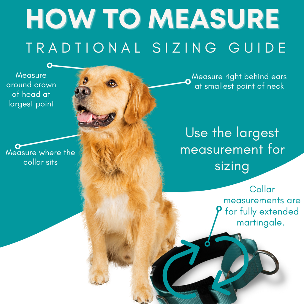 Martingale Dog Collar product image 5