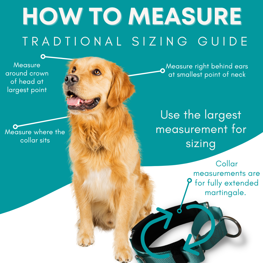 Martingale Dog Collar product image 5