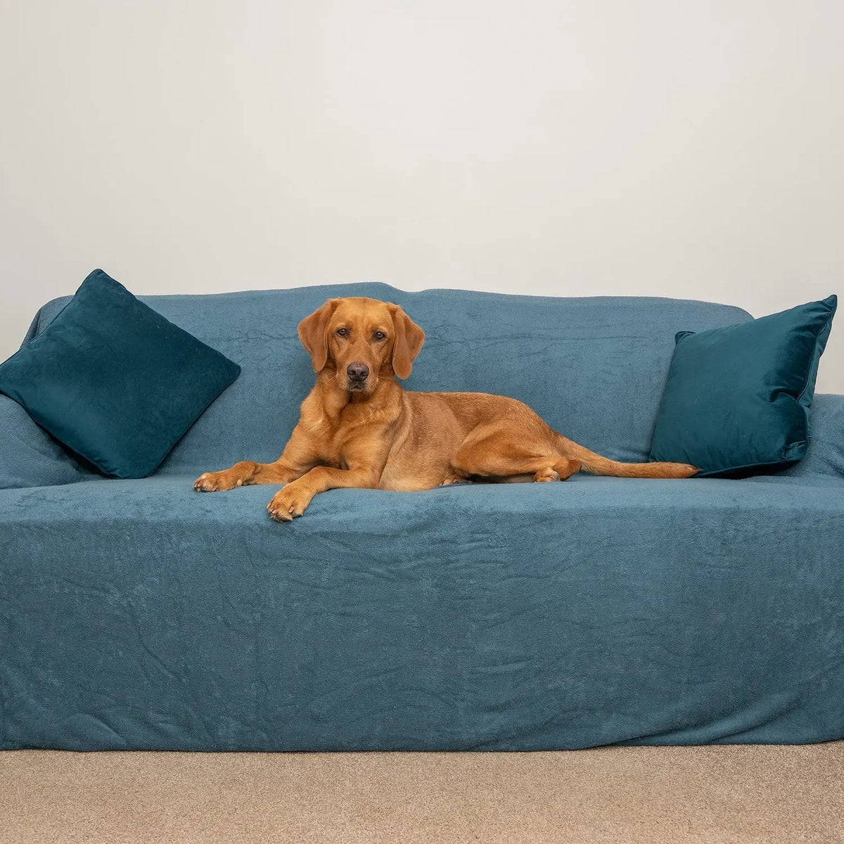 Dog Sofa Throw product image 2