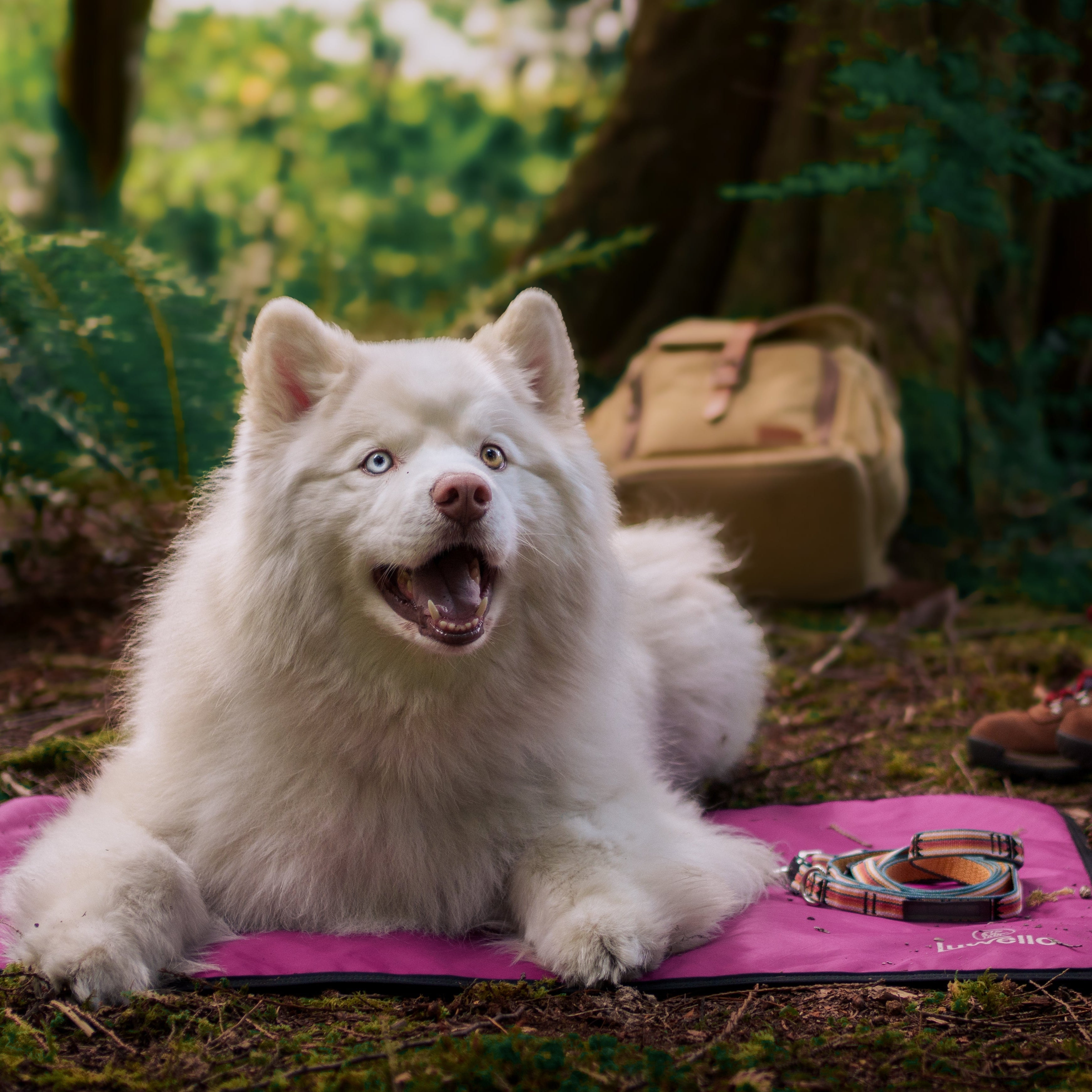 Dog Settle Mat product image 7