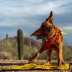 Dog Settle Mat product image 8