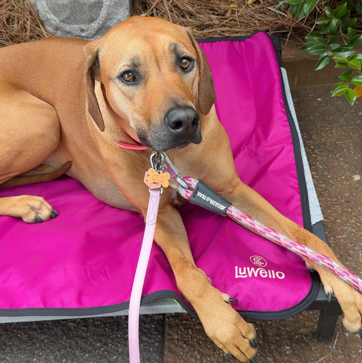 Dog Settle Mat product image 18