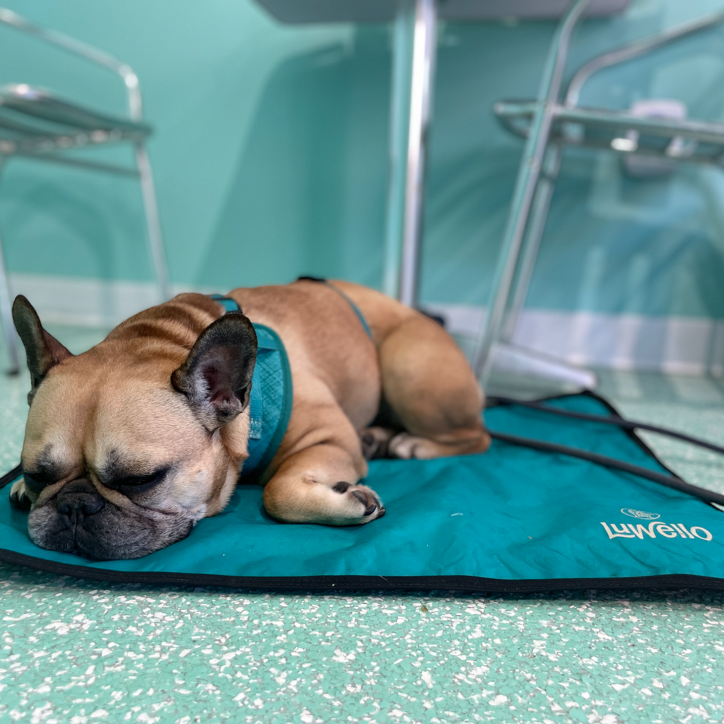 Dog Settle Mat product image 24