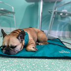 Dog Settle Mat product image 24