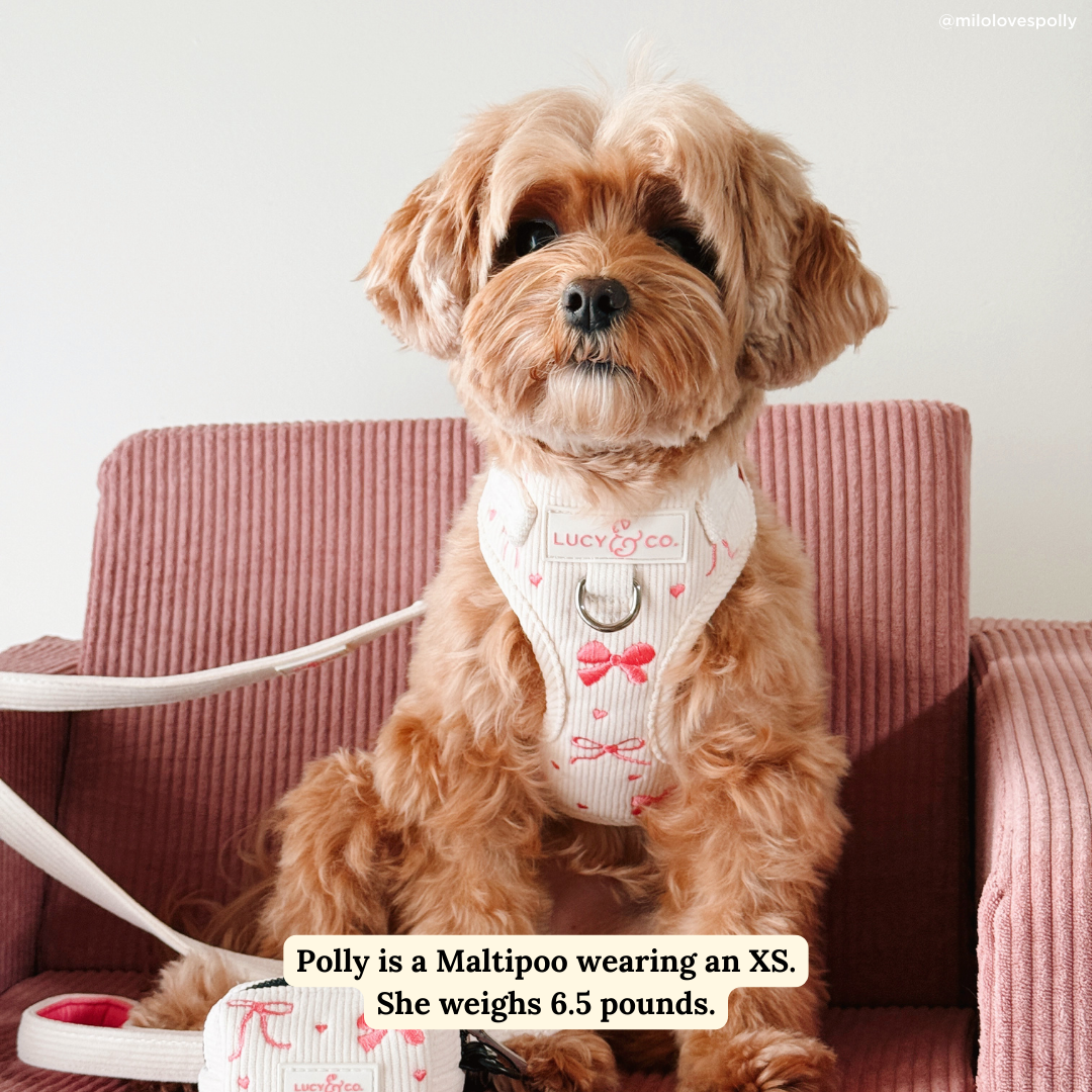 No-Pull Dog Harness product image 2