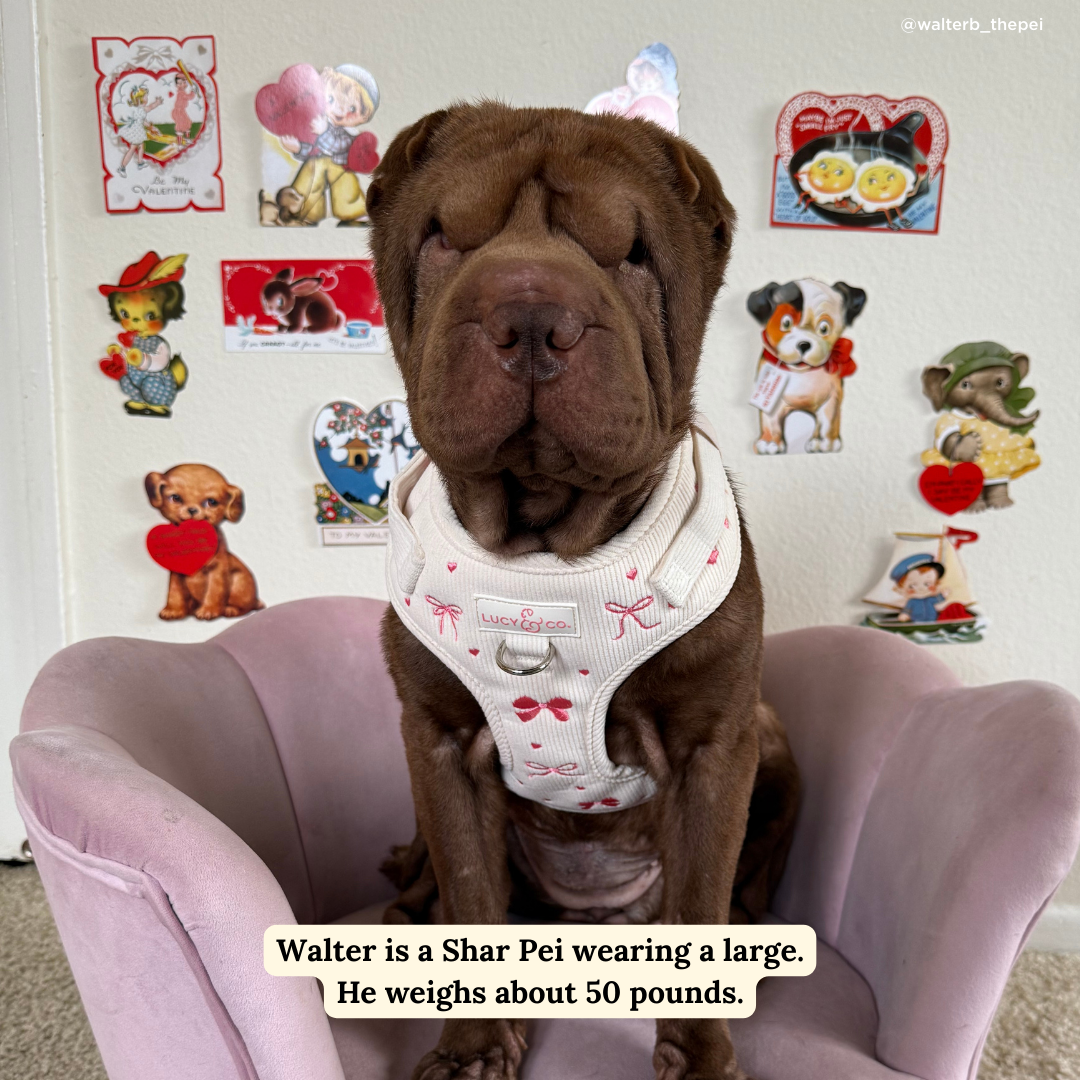 No-Pull Dog Harness product image 3