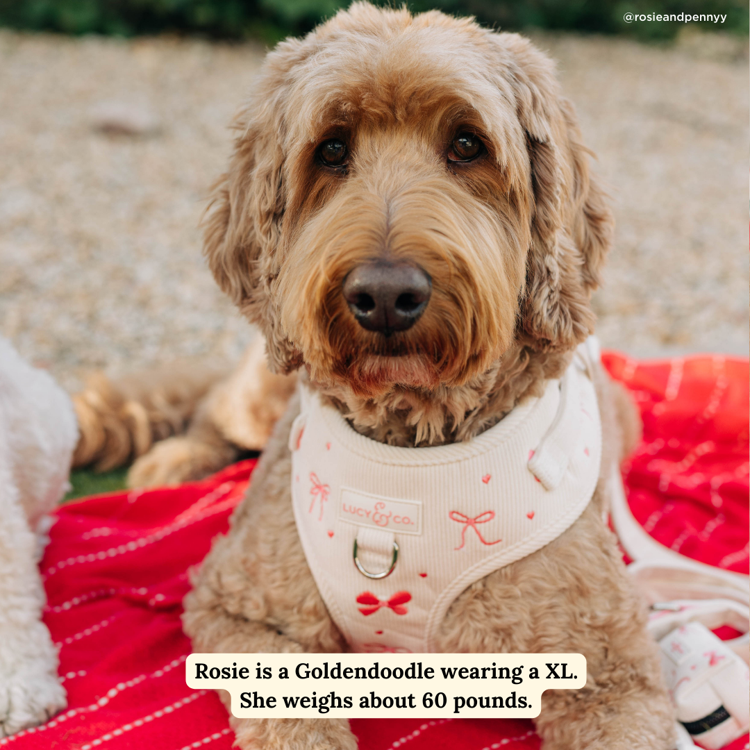 No-Pull Dog Harness product image 4