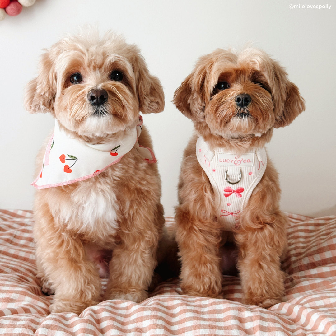 No-Pull Dog Harness product image 8