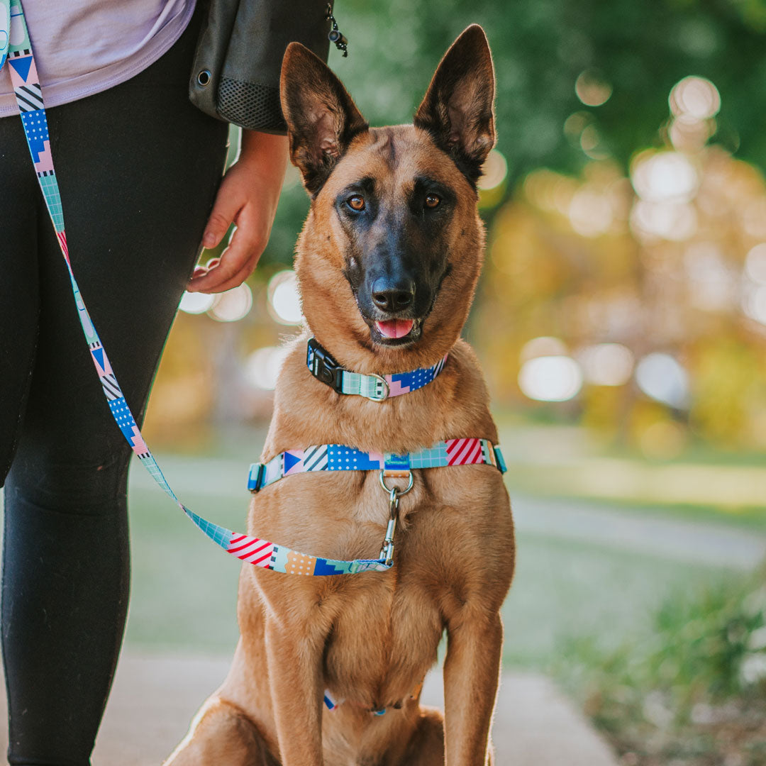 No-Pull Training Harness product image 14