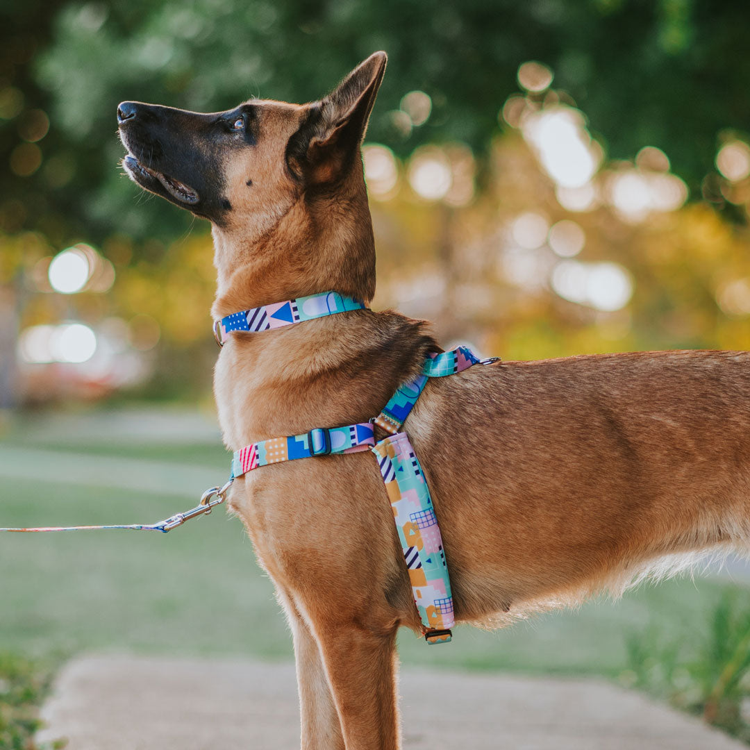 No-Pull Training Harness product image 15