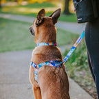 No-Pull Training Harness product image 16